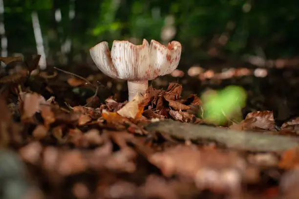Large poisonous mushroom in the forest between autumn leaves with atmospheric sunlight in an autumn scene