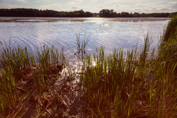 reserva do parque lago elmo em woodbury - área de s. paulo - st elmo - fotografias e filmes do acervo