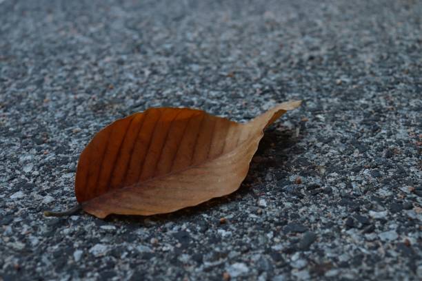 istock Leaves dry on the road asphalt 1044856776