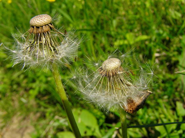 istock flowers-macro-green blowball 1044859982