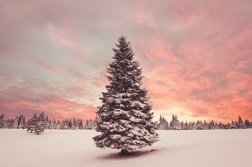 A beautiful evening sky over a wintry landscape with fresh snow covering the landscape from Roan Mountain State Park in Tennessee