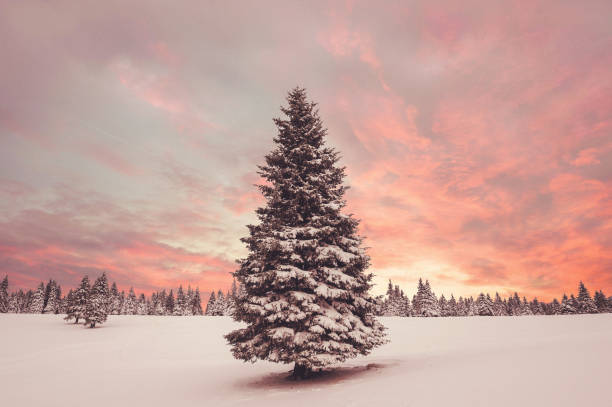 Winter Sunset Spruce Tree covered in snow in winter sunset glade photos stock pictures, royalty-free photos & images
