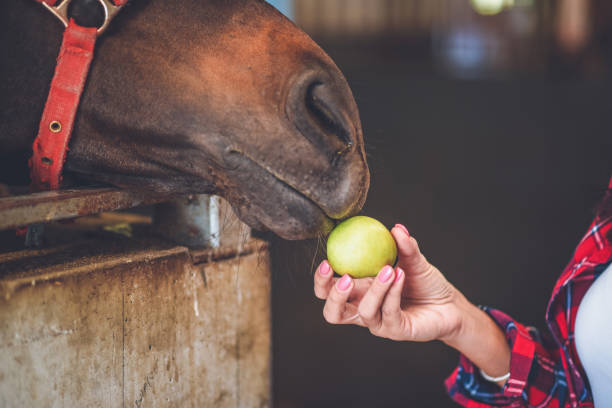 junge frau füttert pferde - pferdeäpfel stock-fotos und bilder