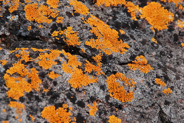 istock Bright Orange Lichen Clinging to Rocks 104486307