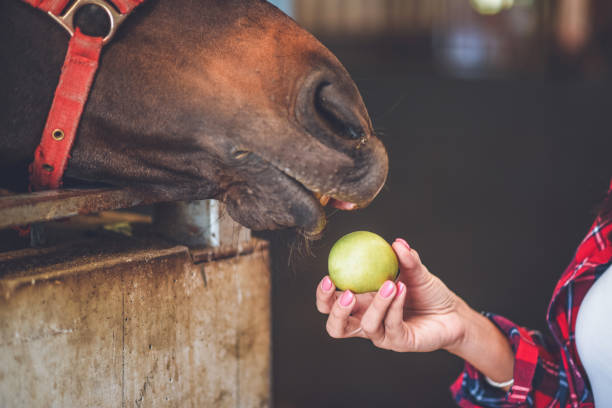 istock Young woman feeds horses 1044863206