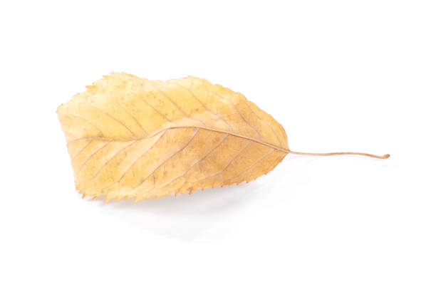 istock Beautiful colorful leaves 1044866536