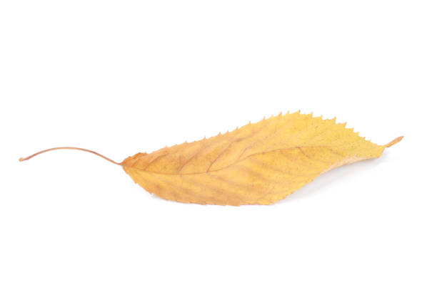 istock Beautiful colorful leaves 1044866546