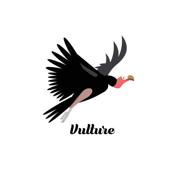 Cartoon style icon of vulture. Vector illustration. Cartoon style icon of vulture. Cute character with text for different design. vulture stock illustrations