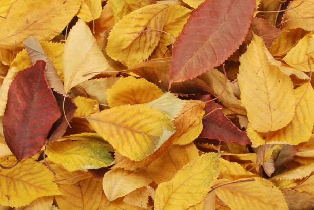 istock Beautiful colorful leaves 1044870828