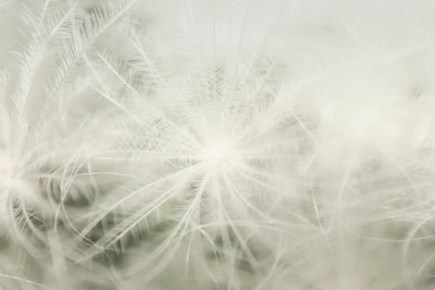 Succulent wool texture in macro view, the pattern background texture, nature background
