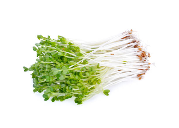 pile of fresh radish sprouts or Kaiware Daikon on white background pile of fresh radish sprouts or Kaiware Daikon on white background dikon radish stock pictures, royalty-free photos & images