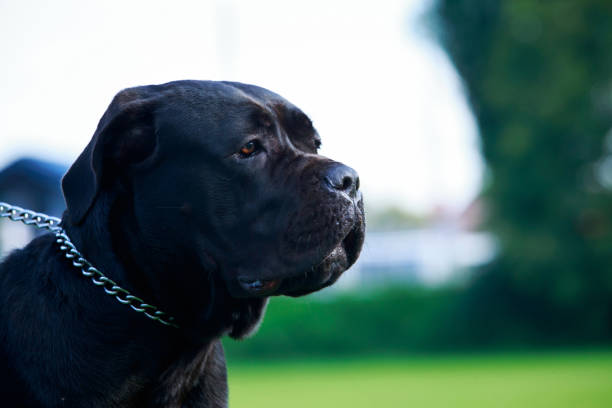 istock Dog breed Italian Dog Course 1044879366