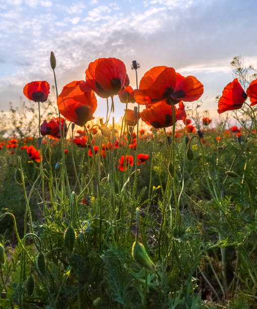 istock The poppies bloom in the steppe. 1044879386