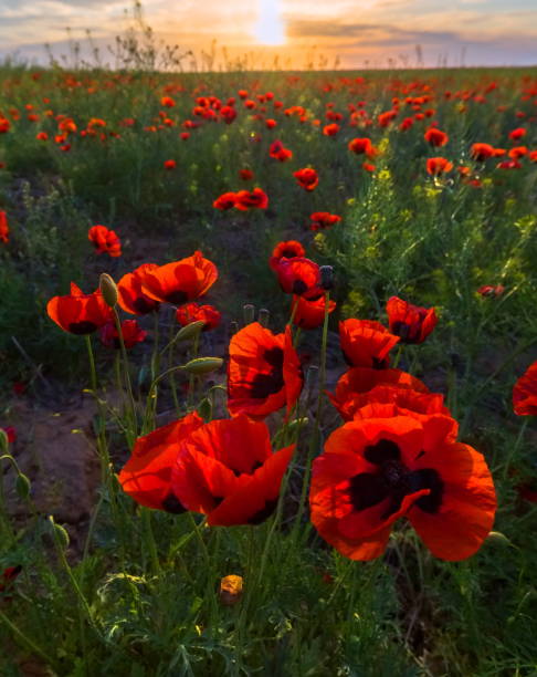 istock The poppies bloom in the steppe. 1044879582
