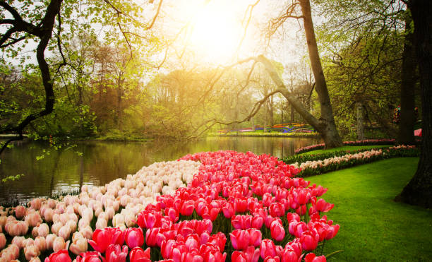 istock Park in The Spring.Tulips. Spring landscape. 1044883032