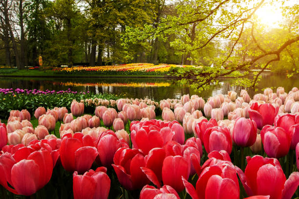 istock Park in The Spring.Tulips. Spring landscape. 1044883054