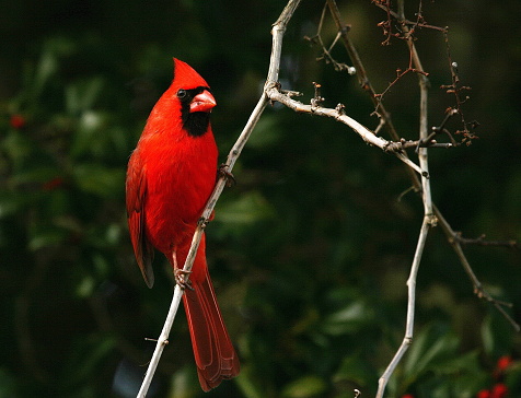 Photographed the cute Male Northern Cardinal at Cabell's Mill, Ellanor C Lawrence Park, Fairfax County, Virginia.