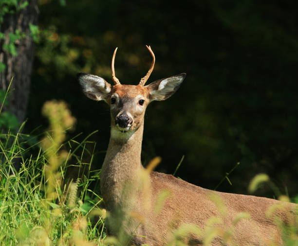 istock Cute Young Buck, White Tailed Deer 1044883176