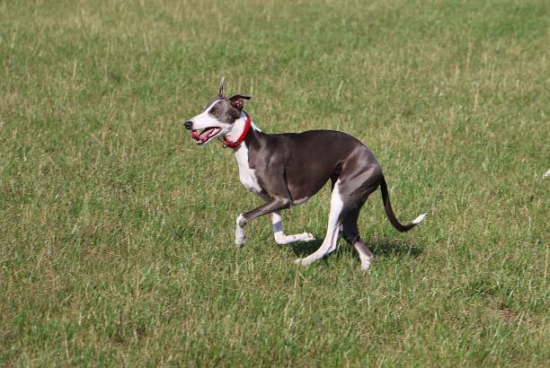 istock whippet is running in the garden 1044891286