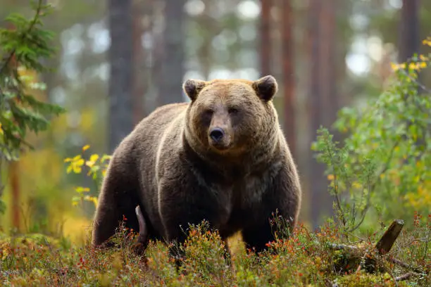 Front view portrait of a big brown bear in a forest