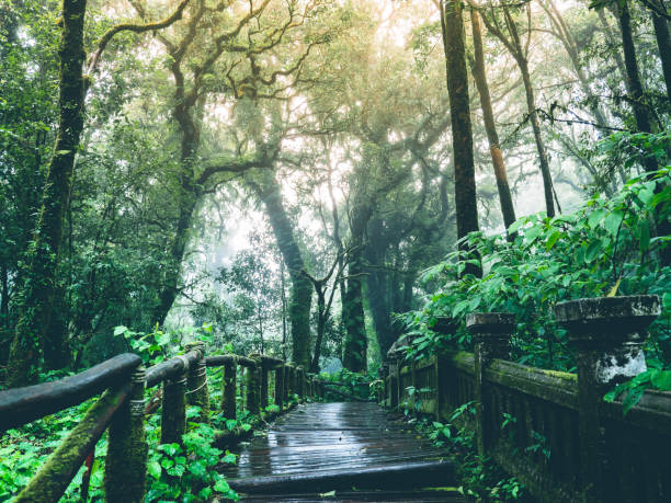 istock The way in forest  Moist weather 1044892068