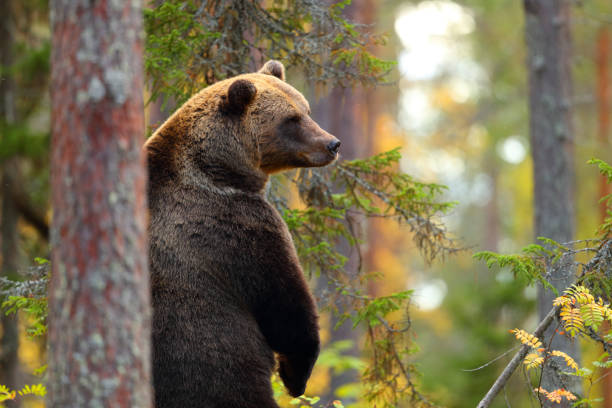 grande orso bruno in piedi in una foresta - bear hunting foto e immagini stock