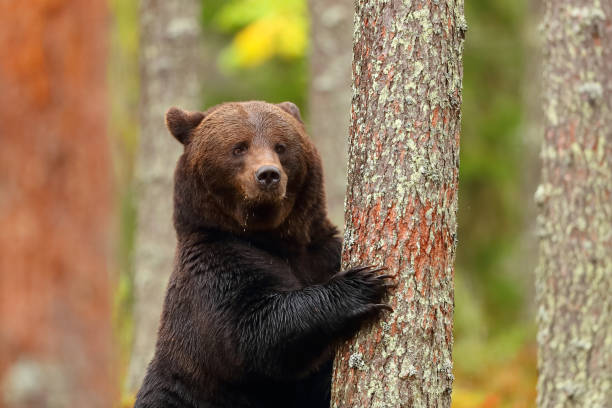 A bear rubs on a tree on a trail in Alaska
