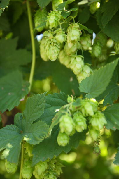 istock Hops on bush. Green cones of hops. Product for making malt. Brewing process 1044895048