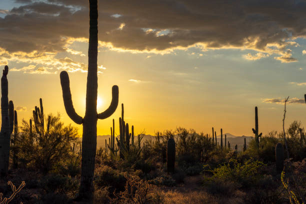 istock Desert Landscape with Cactus on sunset 1044895590