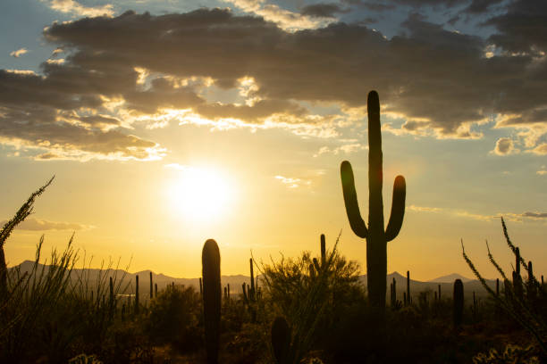istock Desert Landscape with Cactus on sunset 1044895594
