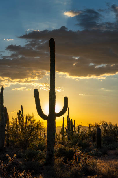 istock Desert Landscape with Cactus on sunset 1044895610