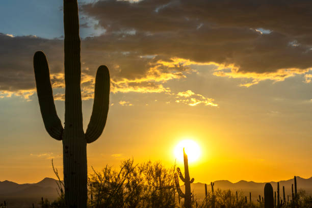 istock Desert Landscape with Cactus on sunset 1044895682