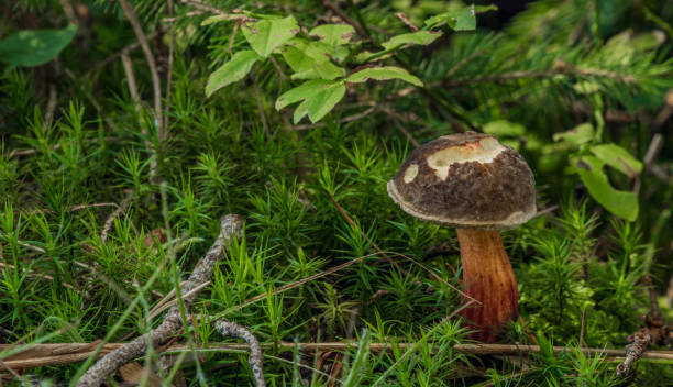 boletus pilz in heidelbeere grüngelb blätter - boletus badius stock-fotos und bilder