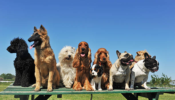 nine dogs group of puppies purebred dogs on a table group of animals stock pictures, royalty-free photos & images