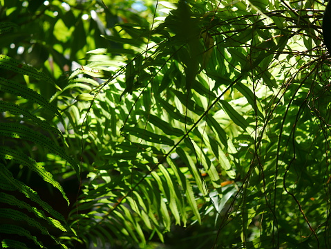 Rainforest, Textured, Leaf, Full Frame, Fern
