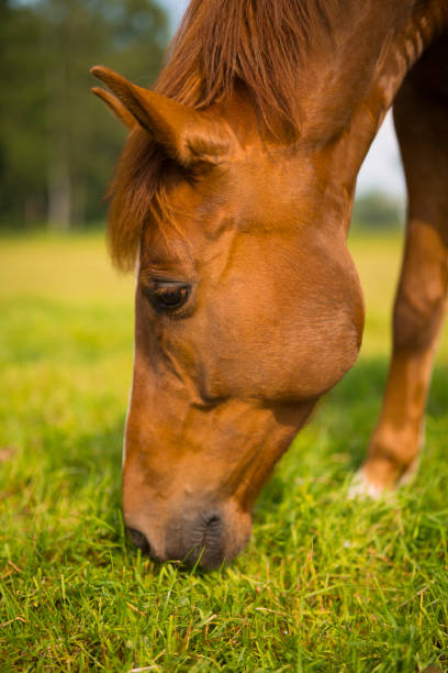istock brown horse grazing on pasture - eats grass on meadow 1044899556