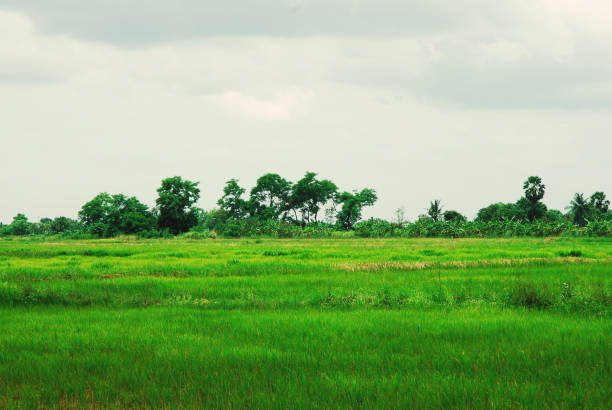 istock Beautiful tree and rice filed landscape in Thailand. 1044899982