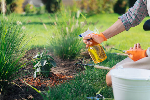 istock Caring woman wearing squared shirt holding diffuser sprinkling water on plants 1044900800