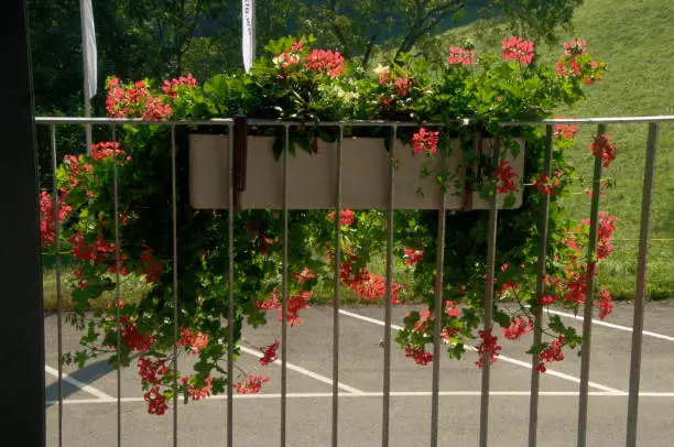 The signature flower of Swiss tourism in a window-box