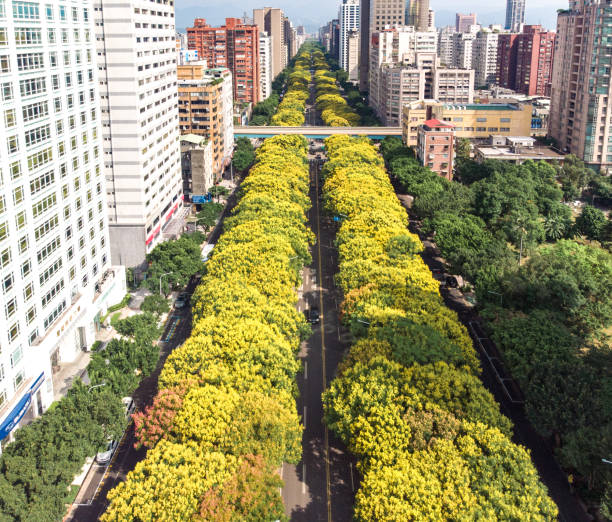 Banyan trees on Dunhua Road, Taipei.