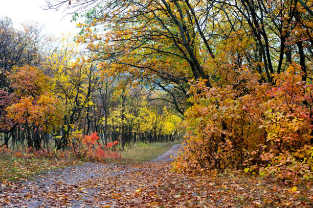 istock Country road in the autumn forest 1044904192