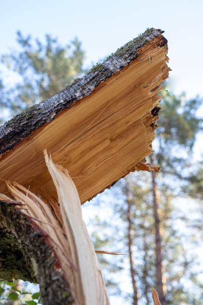 istock A broken tree in the forest. Broken deciduous stand by strong wind. Season of the autumn 1044907446