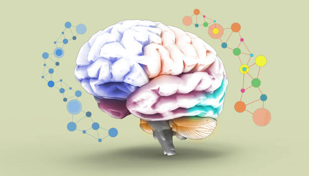 istock Brain left and right functions Sketch concept with social and business 1044908312