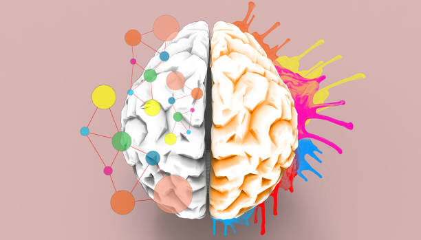 concepto de boceto de funciones creatividad izquierdo y derecho del cerebro - imagen pintada fotografías e imágenes de stock