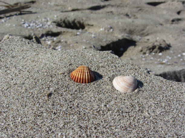 istock Two seashells on sand. Summer beach background. Top view 1044915888