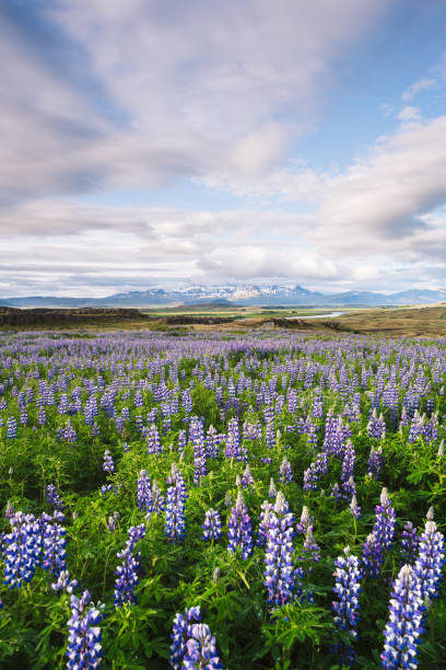 istock Flowering lupine in Iceland in summer 1044916130