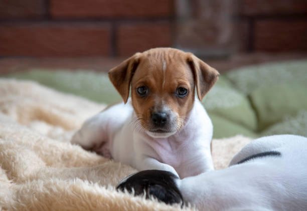 istock Cute dog puppy 1044921478