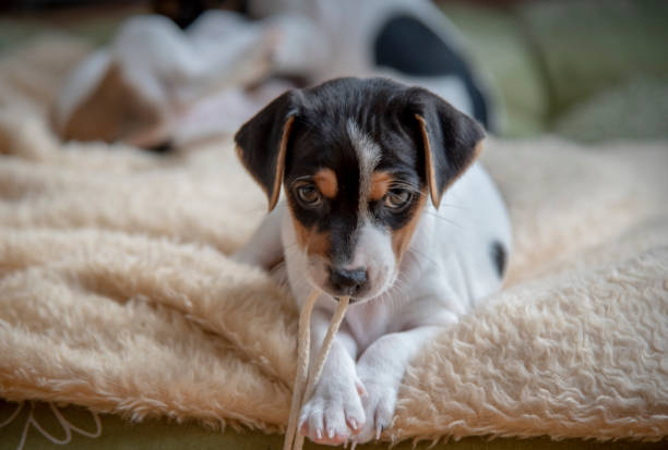 istock Cute dog puppy 1044921556