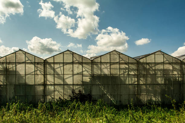 istock Shadow play silhouettes greenhouses 1044921560