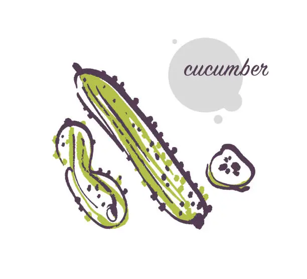 Vector illustration of Vector hand drawn illustration of fresh raw cucumber vegetable isolated on white background.